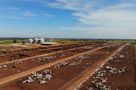 Com 120 Mil Cab De Gado Fazenda Quer Expandir 60 Vídeo Compre Rural