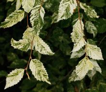 Carpinus Betulus Foliis Argenteovariegatis Pendula Grab Pospolity