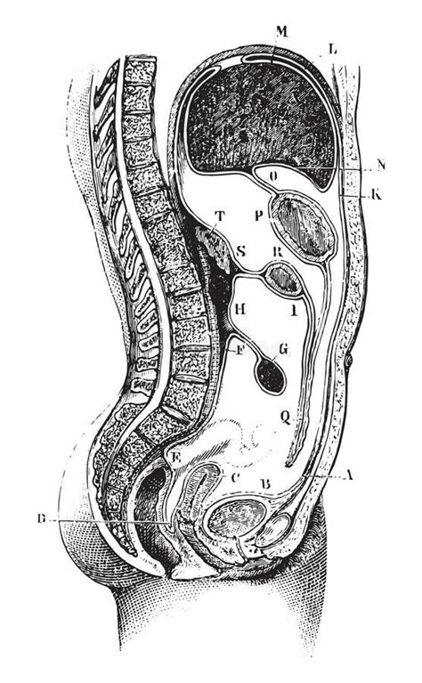 Iliac Region Stock Illustrations – 16 Iliac Region Stock Illustrations ...