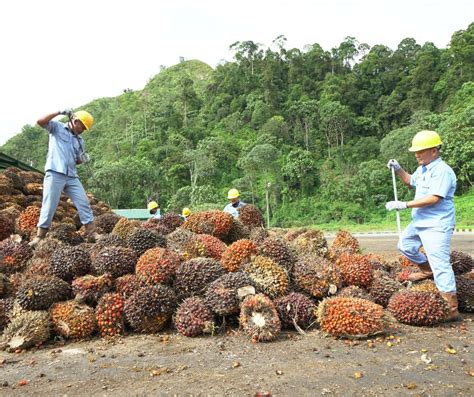 Harga Turun Austindo Nusantara Genjot Penjualan CPO Kantor Berita Sawit