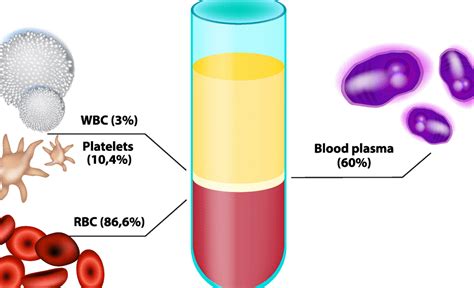 What Are The Liquid Components Of Blood At John Woods Blog