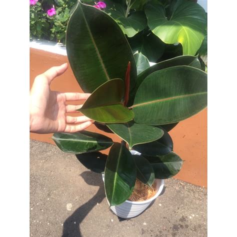 Jual Tanaman Hias Karet Kebo Rubber Plant Shopee Indonesia