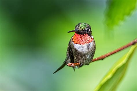 Hummingbird Desktop Wallpaper