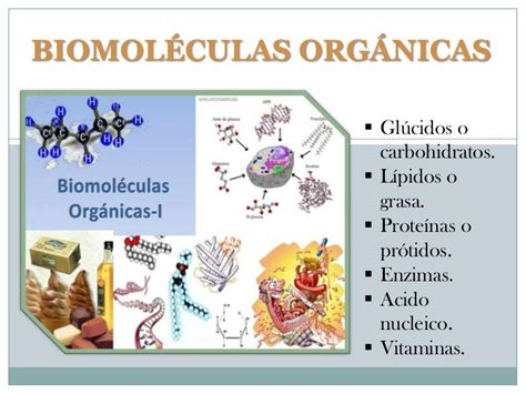 Biomoléculas Orgánicas Biologia