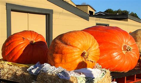 The Wild Pumpkin Regatta And Other Gourd Geous Events In The Us