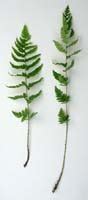 Ferns In Britain And Ireland Dryopteris Cristata Crested Buckler Fern