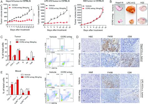 Ccl Ccr Blockade Inhibits The Growth Of Ccl Overexpressing Tumours