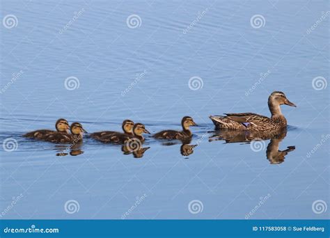 Mallard Ducklings Following Their Mother Duck Stock Photo - Image of female, downy: 117583058