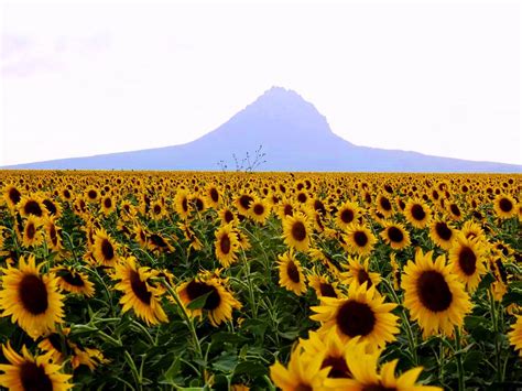 Los girasoles tamaulipecos un atractivo turístico nacional La