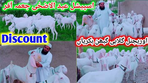 Pakistan Big Praignet Goat Rajanpuri Gulabi Bakriyan