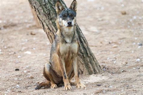 Cierre Frontal De Un Lobo Ib Rico Negro Y Marr N Sentado En La Estepa