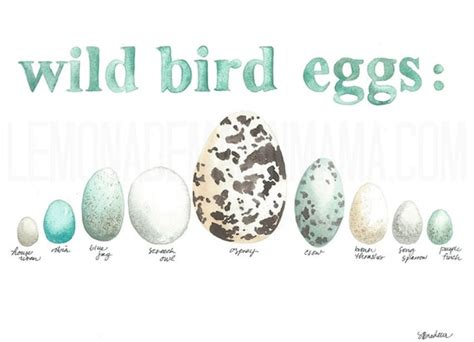 Wild Bird Egg chart Watercolor print by Lemonademakinmama on Etsy