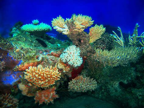 Coral and Eel, Kwajalein Atoll Photograph by Lee Craker