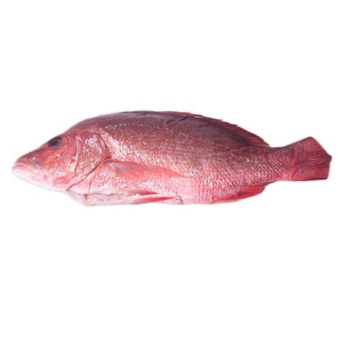 Red Snapper Informacionpublica Svet Gob Gt