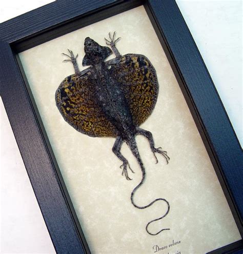 Draco volans - Mottled Gold - Flying Dragon Lizard - Framed Taxidermy