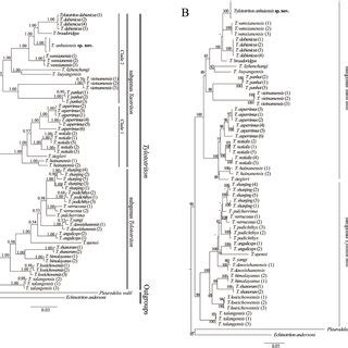 Bayesian Inference BI Tree Based On Combined MtDNA Sequences A And