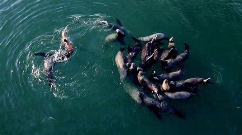 Santa Cruz Sea Lions Youtube