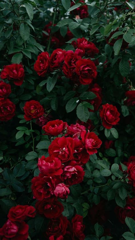 🔥 [50+] Red Roses Aesthetic Wallpapers | WallpaperSafari