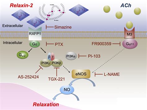 Frontiers Rxfp1 Receptor Activation By Relaxin 2 Induces Vascular