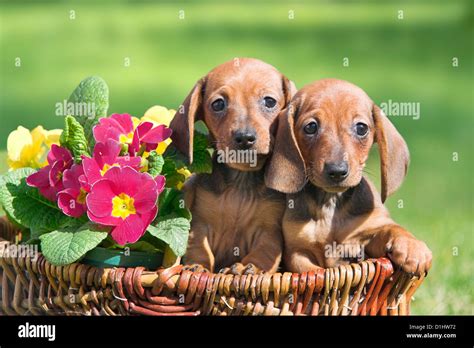 Wirehaired Dachshund Dogs In The Garden Stock Photo Alamy