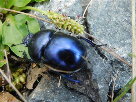 Dung Beetle Geotrupes Earth Boring Is A Genus Of Earth Boring Scarab