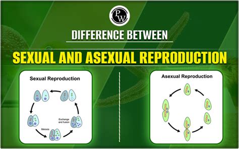 Difference Between Sexual And Asexual Reproduction