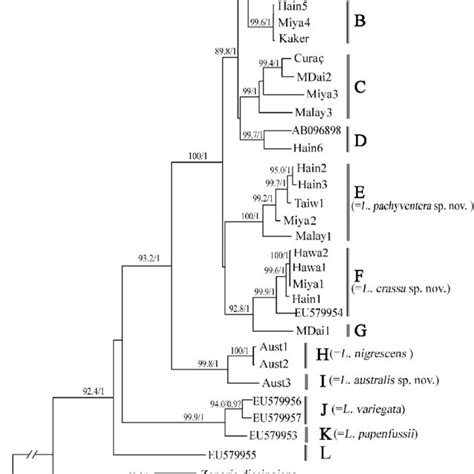 Maximum Likelihood Tree Based On Rbcl Gene Sequences The Bootstrap