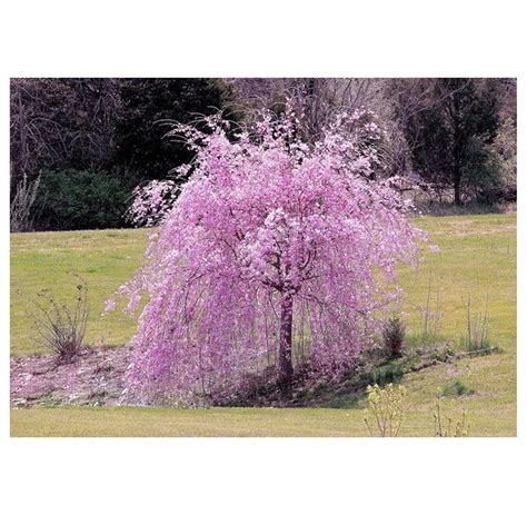 CintBllTer Dwarf Purple Weeping Cherry Tree Weeping Higan Cherry Prunus