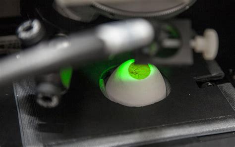 Laser Spectroscopy Determines Sex Of A Chicken Egg