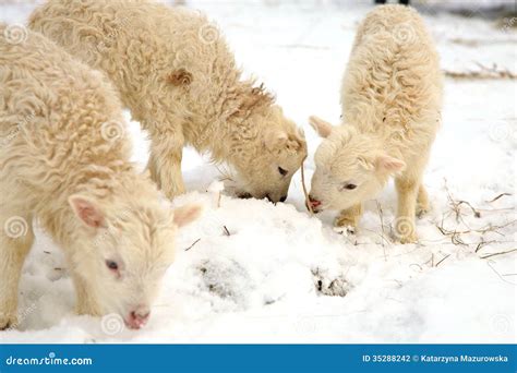 lambs winter   farm stock photo image  livestock