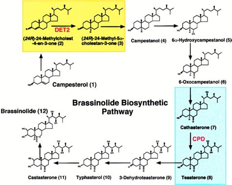 Bri Ghtening The Pathway To Steroid Hormone Signaling Events In Plants Cell