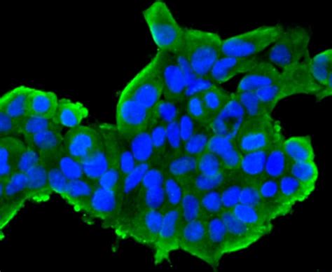 Cytochrome C Antibody (PA5-86022)