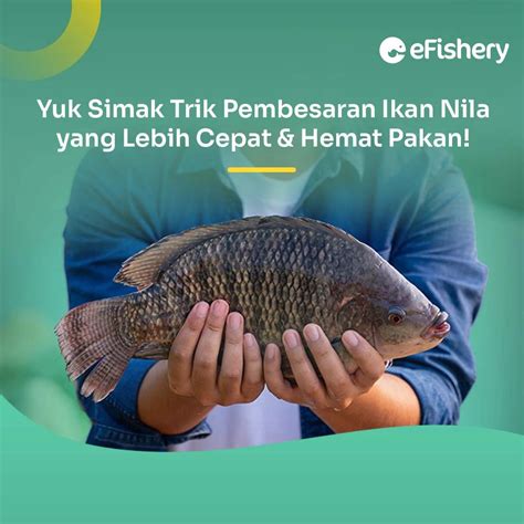 Teknik Pembesaran Ikan Nila Agar Lebih Cepat And Hemat Pakan