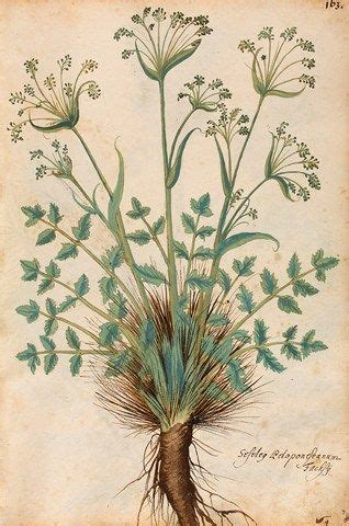 Over 1000 Free Botanical Vintage Prints Herbariums