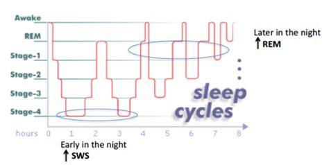 Sleep Physiology — Sleep Series Part 2 Foreverfitscience