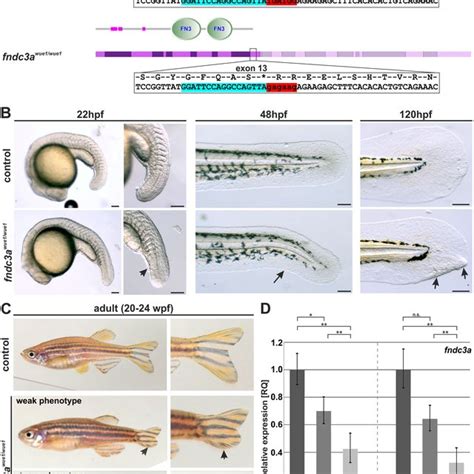 Model Of Fndc3a Function During Zebrafish Median Fin Fold Development