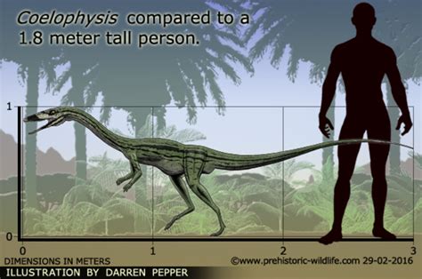 Coelophysis Size By Frylock921 On Deviantart