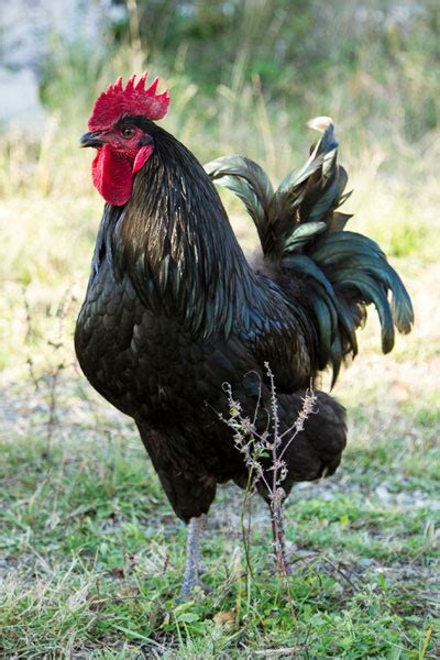 Australorp Rooster – Everything You Need to Know - LearnPoultry