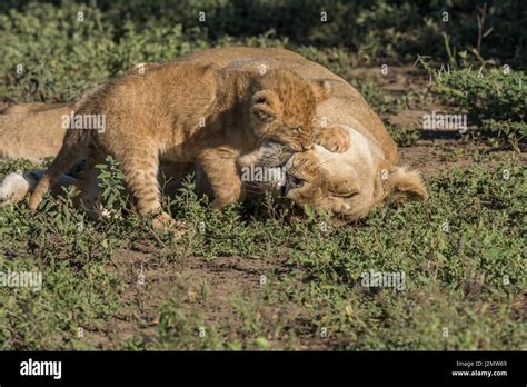 Lion cubs playing Stock Photo - Alamy