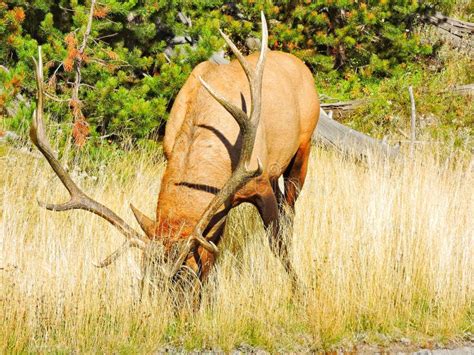 Elk of Yellowstone stock image. Image of yellowstone - 121166601