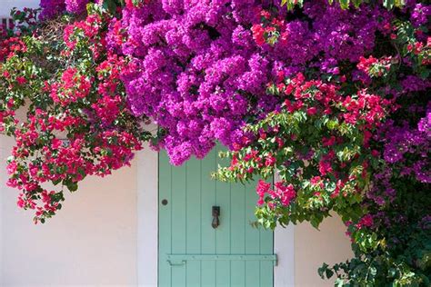 25 Plantas Y Flores De Verano Para Decorar Tu Terraza O Balcón