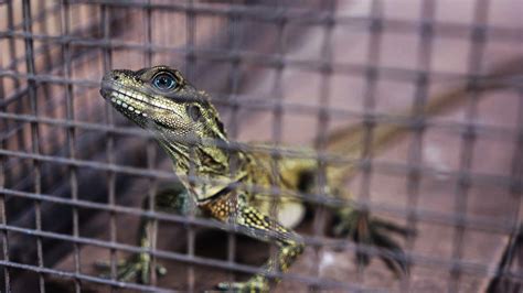 NZZ Format Der verlorene Drache Im Visier skrupelloser Tierhändler