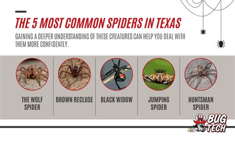 A Guide To Common Spiders In Texas 8 Legged Texans