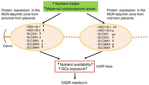 Increased Maternal Corticosterone Levels And Altered Placental