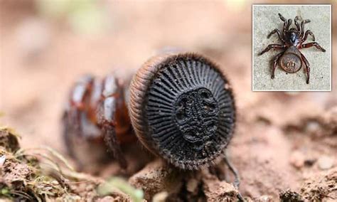 Farmer discovers an extremely rare spider with a freaky 'stamp' on its ...