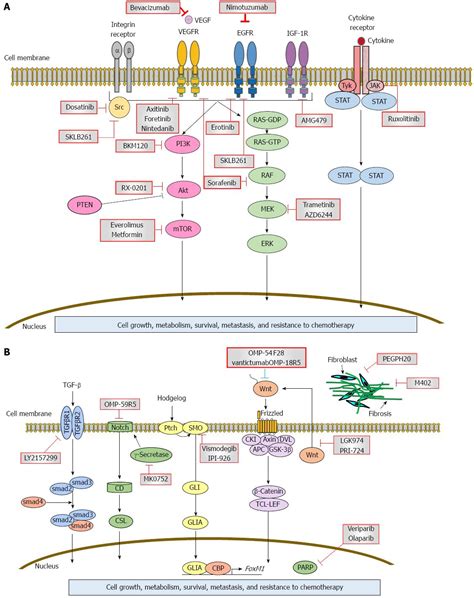 Molecular Targets For The Treatment Of Pancreatic Cancer Clinical And