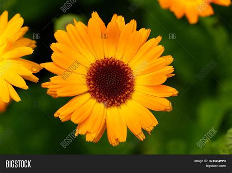 calendula flower image photo  trial bigstock