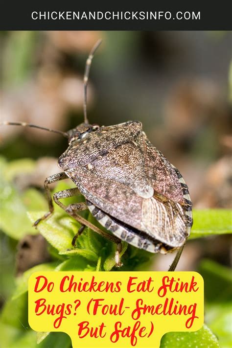 Do Chickens Eat Stink Bugs Foul Smelling But Safe Chicken And Chicks Info