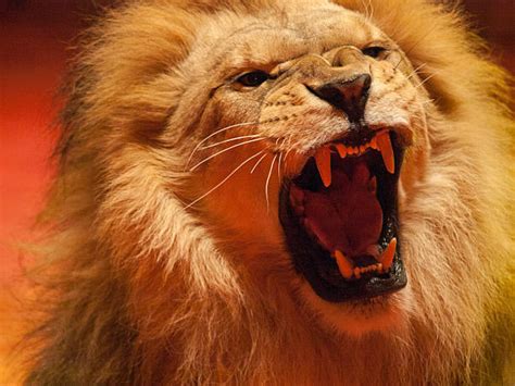 Lion Roaring Aggression Majestic Stock Photos Pictures And Royalty Free