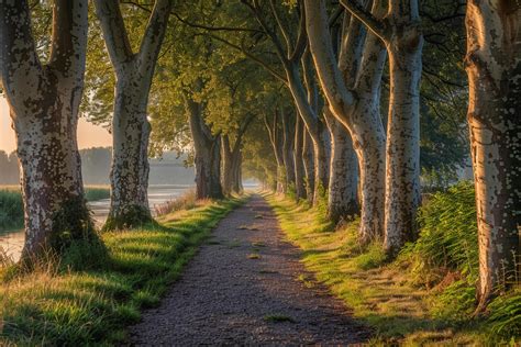 Path Lined With Trees Background Stock Photo At Vecteezy